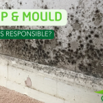 The elephants in the room, damp, mould and who’s responsible for removing them?